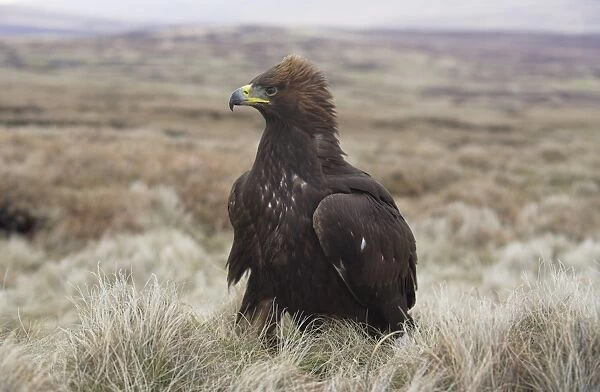Captive golden eagle (Aquila chrysaetos) on moorland, United Kingdom, Europe