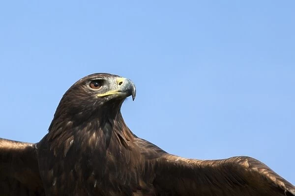 Captive golden eagle (Aquila chrysaetos), close up, United Kingdom, Europe