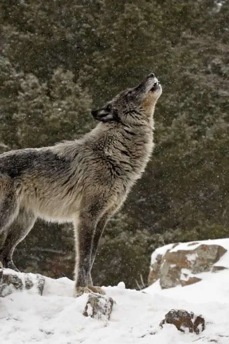 Framed Print : Captive gray wolf (Canis lupus) howling in the snow, near Bozeman, Montana Framed Print : Captive gray wolf (Canis lupus) howling in the snow, near Bozeman, Montana