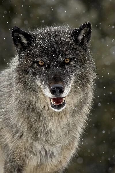 Captive gray wolf (Canis lupus) in the snow, near Bozeman, Montana, United States of America