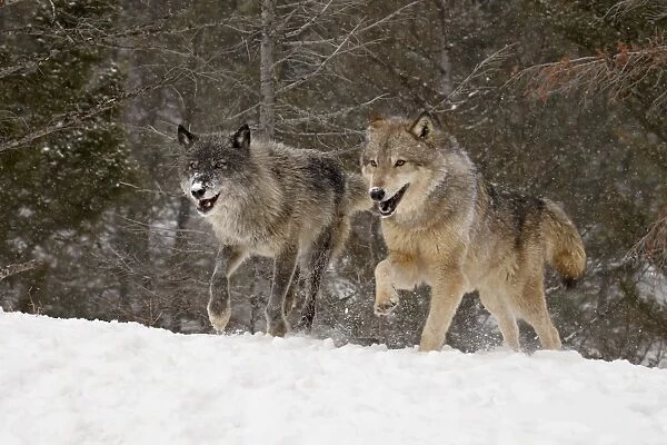 Two captive gray wolves (Canis lupus) running in the snow, near Bozeman