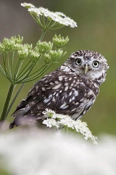 Captive little owl (Athene noctua), United Kingdom, Europe