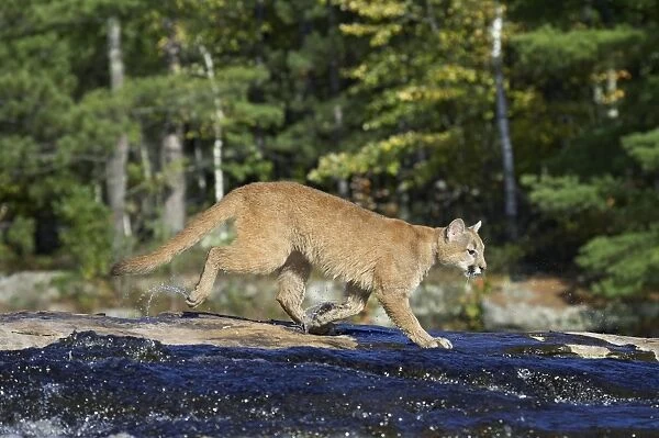 Captive mountain lion (cougar) (Felis concolor) crossing a stream