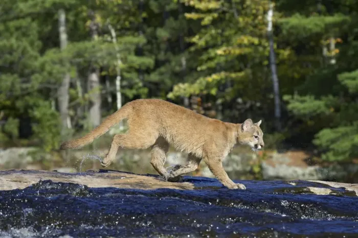 Framed Print : Captive mountain lion (cougar) (Felis concolor) crossing a stream Framed Print : Captive mountain lion (cougar) (Felis concolor) crossing a stream