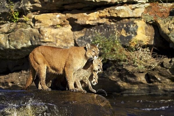 Captive mountain lion mother and two cubs
