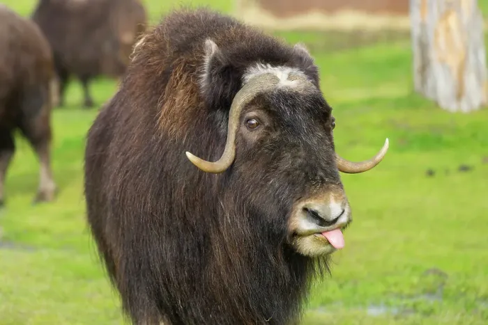 Framed Print : Captive muskox (Ovibos moschatus), Alaska Wildlife Conservation Center, Girlwood, Alaska, United States of America, North America Framed Print : Captive muskox (Ovibos moschatus), Alaska Wildlife Conservation Center, Girlwood, Alaska, United States of America, North America