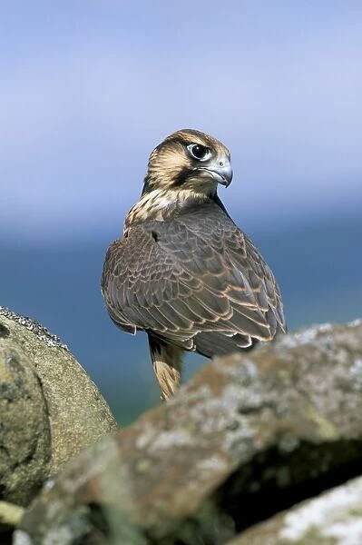 Captive peregrine (Falco peregrinus)