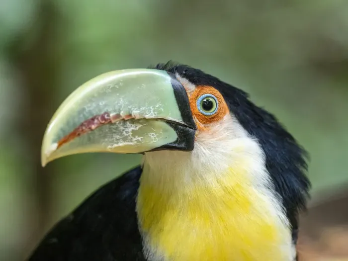 Framed Print : Captive red-breasted toucan (Ramphastos dicolorus), Parque das Aves, Foz do Iguacu Framed Print : Captive red-breasted toucan (Ramphastos dicolorus), Parque das Aves, Foz do Iguacu