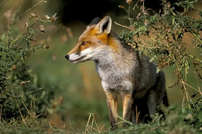 Framed Print : Captive red fox (Vulpes vulpes), United Kingdom, Europe Framed Print : Captive red fox (Vulpes vulpes), United Kingdom, Europe