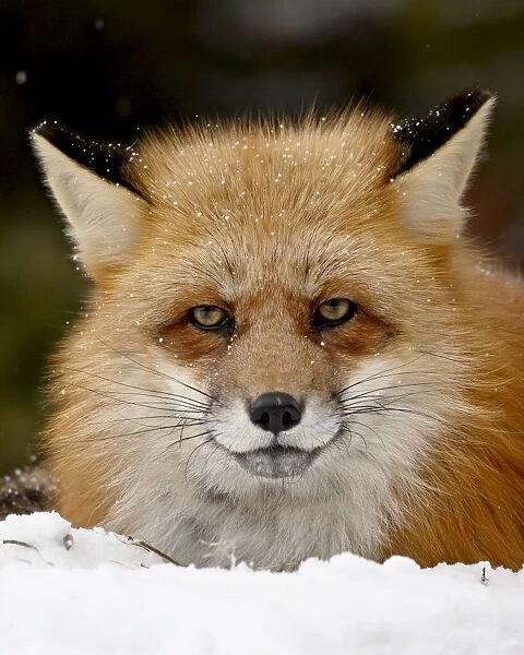 Captive red fox (Vulpes vulpes) in the snow, near Bozeman, Montana, United States of America