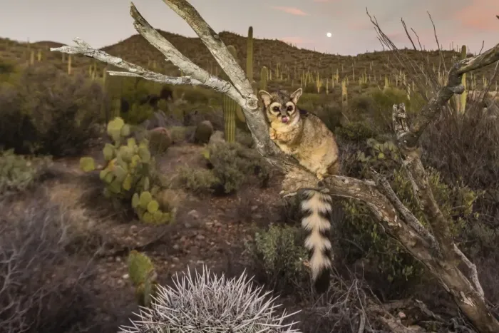 Framed Print : Captive ringtail (Bassariscus astutus) at sunset, Arizona Sonora Desert Museum, Tucson Framed Print : Captive ringtail (Bassariscus astutus) at sunset, Arizona Sonora Desert Museum, Tucson
