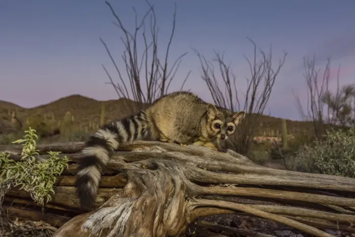 Framed Print : Captive ringtail (Bassariscus astutus) at sunset, Arizona Sonora Desert Museum, Tucson Framed Print : Captive ringtail (Bassariscus astutus) at sunset, Arizona Sonora Desert Museum, Tucson