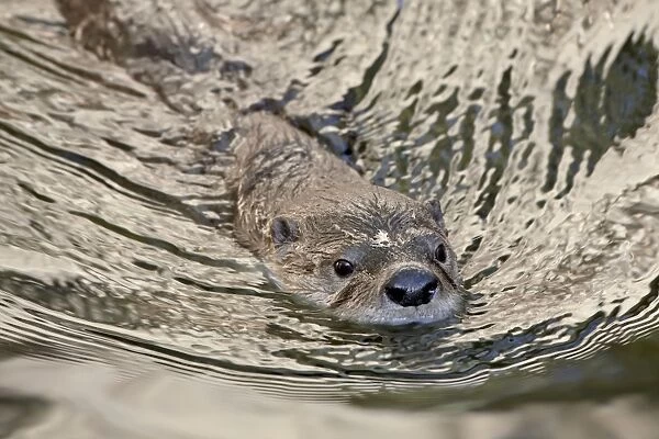 Captive river otter (Lutra canadensis) swimming, Arizona Sonora Desert Museum