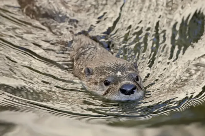 Framed Print : Captive river otter (Lutra canadensis) swimming, Arizona Sonora Desert Museum