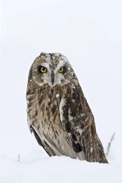 Captive short-eared owl (Asio flammeus) in the snow