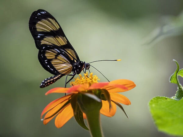 Captive Themisto amberwing (Methona themisto), Parque das Aves, Foz do Iguacu
