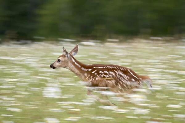 Captive whitetail deer fawn