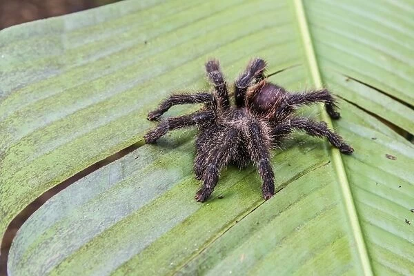 A captured Peruvian tarantula (Theraphosidae spp), Landing Casual, Upper Amazon River Basin