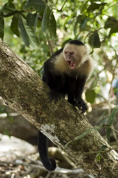 Capuchin or white faced monkey, Manuel Antonio Nature Reserve, Manuel Antonio