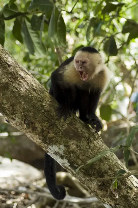 Framed Print : Capuchin or white faced monkey, Manuel Antonio Nature Reserve, Manuel Antonio Framed Print : Capuchin or white faced monkey, Manuel Antonio Nature Reserve, Manuel Antonio
