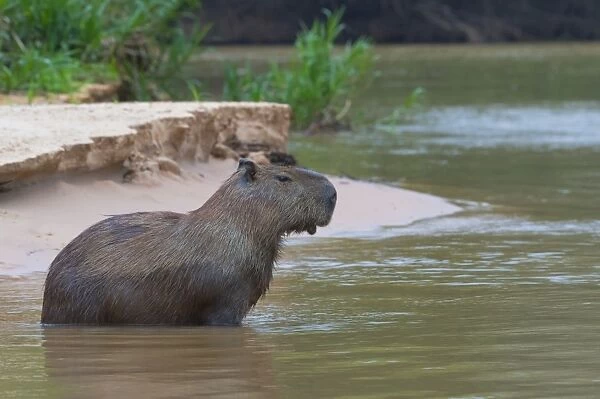 Capybara (Hydrochaeris hydrochaeris) in the water, Pantanal, Mato Grosso, Brazil