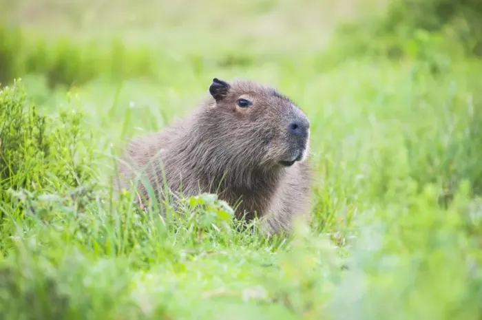 Framed Print : Capybara (Hydrochoerus hydrochaeris), Ibera Wetlands (Ibera Marshes), a marshland Framed Print : Capybara (Hydrochoerus hydrochaeris), Ibera Wetlands (Ibera Marshes), a marshland
