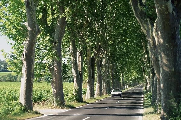 Car on typical tree lined country road, near Pezenas, Herault, Languedoc-Roussillon