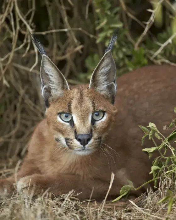 Framed Print : Caracal (Caracal caracal), Addo Elephant National Park, South Africa, Africa Framed Print : Caracal (Caracal caracal), Addo Elephant National Park, South Africa, Africa