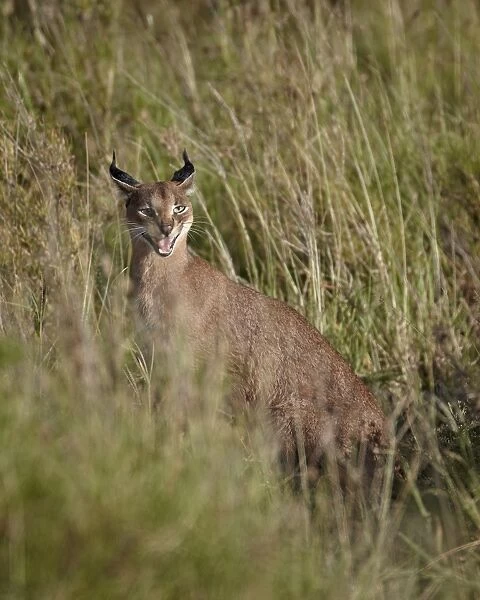 Caracal (Caracal caracal) calling her cub, Serengeti National Park, Tanzania, East Africa, Africa