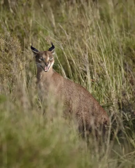 Framed Print : Caracal (Caracal caracal) calling her cub, Serengeti National Park, Tanzania, East Africa, Africa Framed Print : Caracal (Caracal caracal) calling her cub, Serengeti National Park, Tanzania, East Africa, Africa