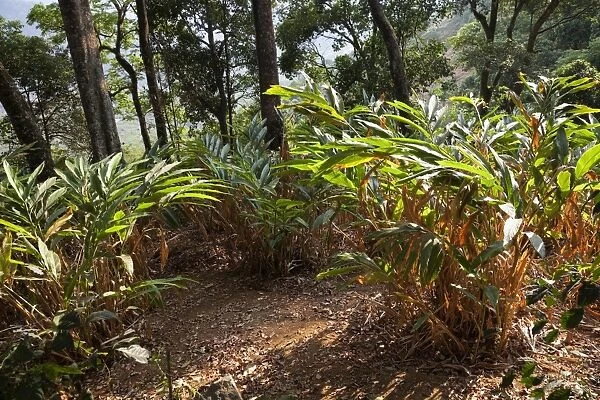 Cardamom plantation in the mountains of Munnar, Kerala, India, Asia