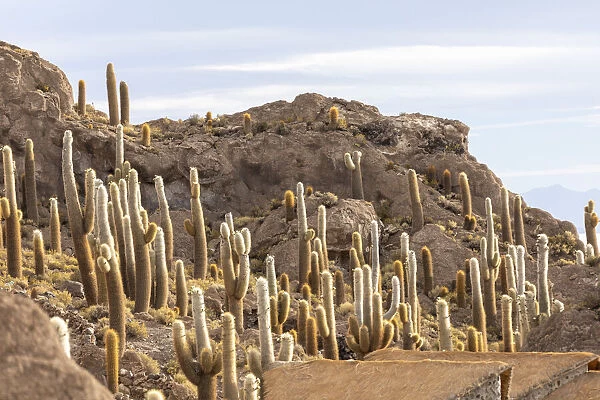 Cardon cactus (Echinopsis atacamensis), growing near the entrance to Isla Incahuasi