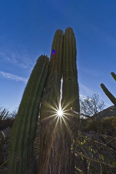Cardon cactus (Pachycereus pringlei), Isla Catalina, Gulf of California (Sea of Cortez), Baja California, Mexico, North America