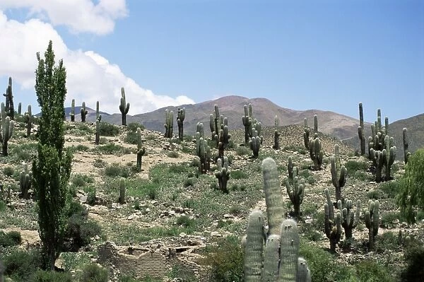 Cardones growing in the altiplano desert near Tilcara, Jujuy, Argentina, South America