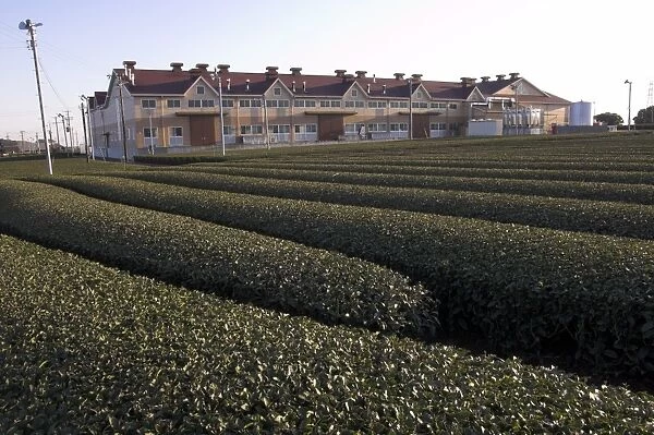 Carefuly trimmed rows of tea shrubs in front of modern