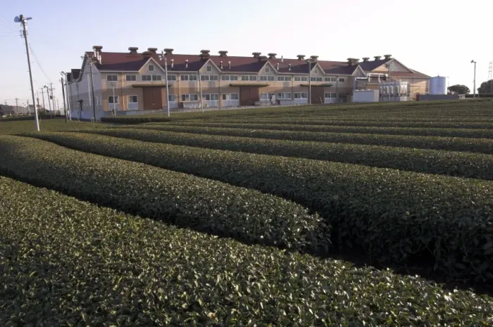 Framed Print : Carefuly trimmed rows of tea shrubs in front of modern Framed Print : Carefuly trimmed rows of tea shrubs in front of modern