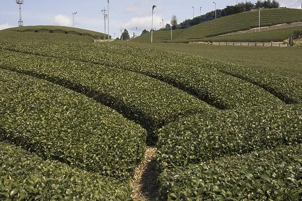 Carefuly trimmed rows of tea shrubs on tea estate