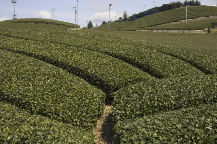 Framed Print : Carefuly trimmed rows of tea shrubs on tea estate Framed Print : Carefuly trimmed rows of tea shrubs on tea estate