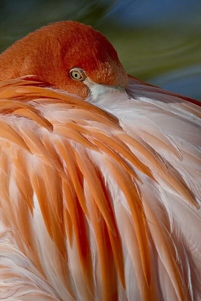 Caribbean Flamingo (American Flamingo) (Phoenicopterus ruber ruber) with beak nestled in the feathers of its back, in captivity, Rio Grande Zoo, Albuquerque Biological Park, Albuquerque, New Mexico, United States of America