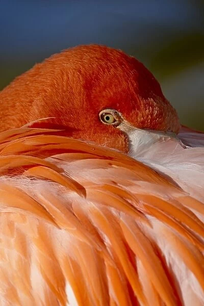 Caribbean flamingo (American flamingo) (Phoenicopterus ruber ruber) with beak nestled in the feathers of its back, Rio Grande Zoo, Albuquerque Biological Park, Albuquerque, New Mexico, United States of America
