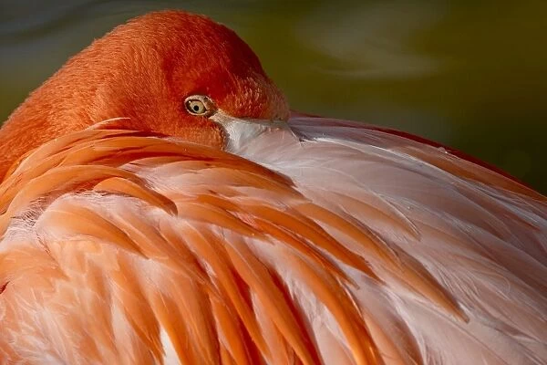 Caribbean flamingo (American flamingo (Phoenicopterus ruber ruber) with beak nestled in the feathers of its back, Rio Grande Zoo, Albuquerque Biological Park, Albuquerque, New Mexico, United States of America