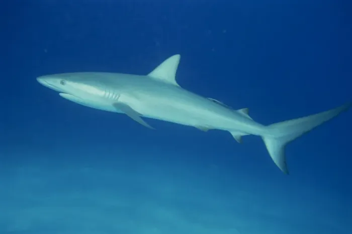 Framed Print : Caribbean reef shark Framed Print : Caribbean reef shark
