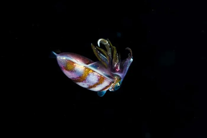 Framed Print : Caribbean reef squid (Sepioteuthis sepioidea), Dominica, West Indies, Caribbean, Central America Framed Print : Caribbean reef squid (Sepioteuthis sepioidea), Dominica, West Indies, Caribbean, Central America