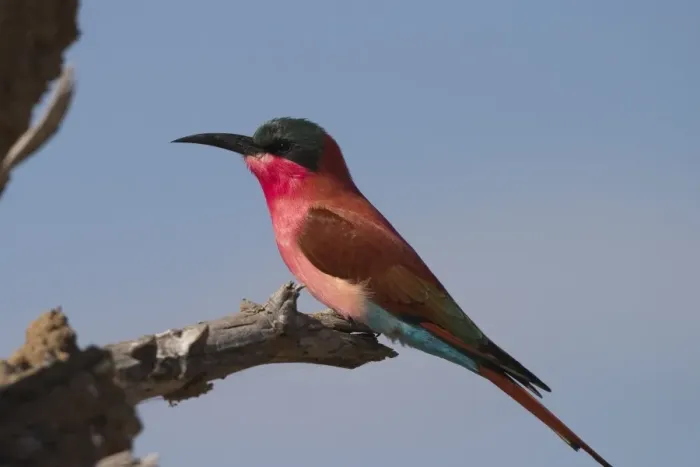Framed Print : Carmine bee-eater Framed Print : Carmine bee-eater