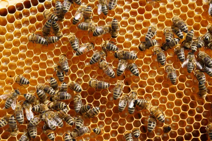 Framed Print : Carniolan honey bees, Santa Giustina, Belluno, Italy, Europe Framed Print : Carniolan honey bees, Santa Giustina, Belluno, Italy, Europe