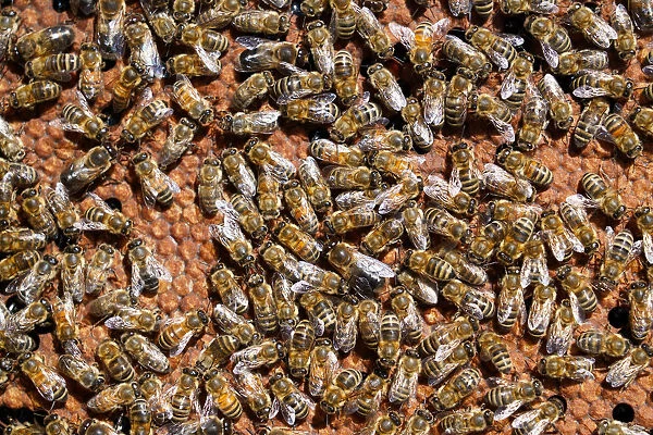 Carniolan honey bees, Santa Giustina, Belluno, Italy, Europe