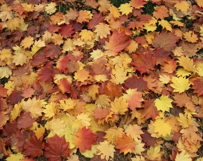 Framed Print : Carpet of autumn leaves