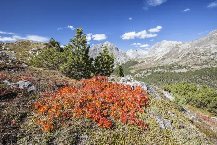 Framed Print : Carpet of blueberries, Umbrail Pass, Mustair Valley, Canton of Grisons (Graubunden) Framed Print : Carpet of blueberries, Umbrail Pass, Mustair Valley, Canton of Grisons (Graubunden)