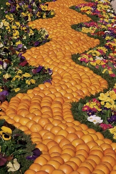 Carpet of oranges and flowers, Lemon Festival, Menton, Alpes Maritimes