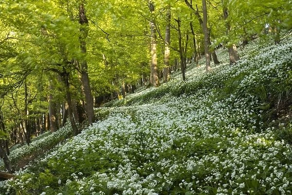 A carpet of wild garlic (ramsons) on a hilly section of this British deciduous woodland